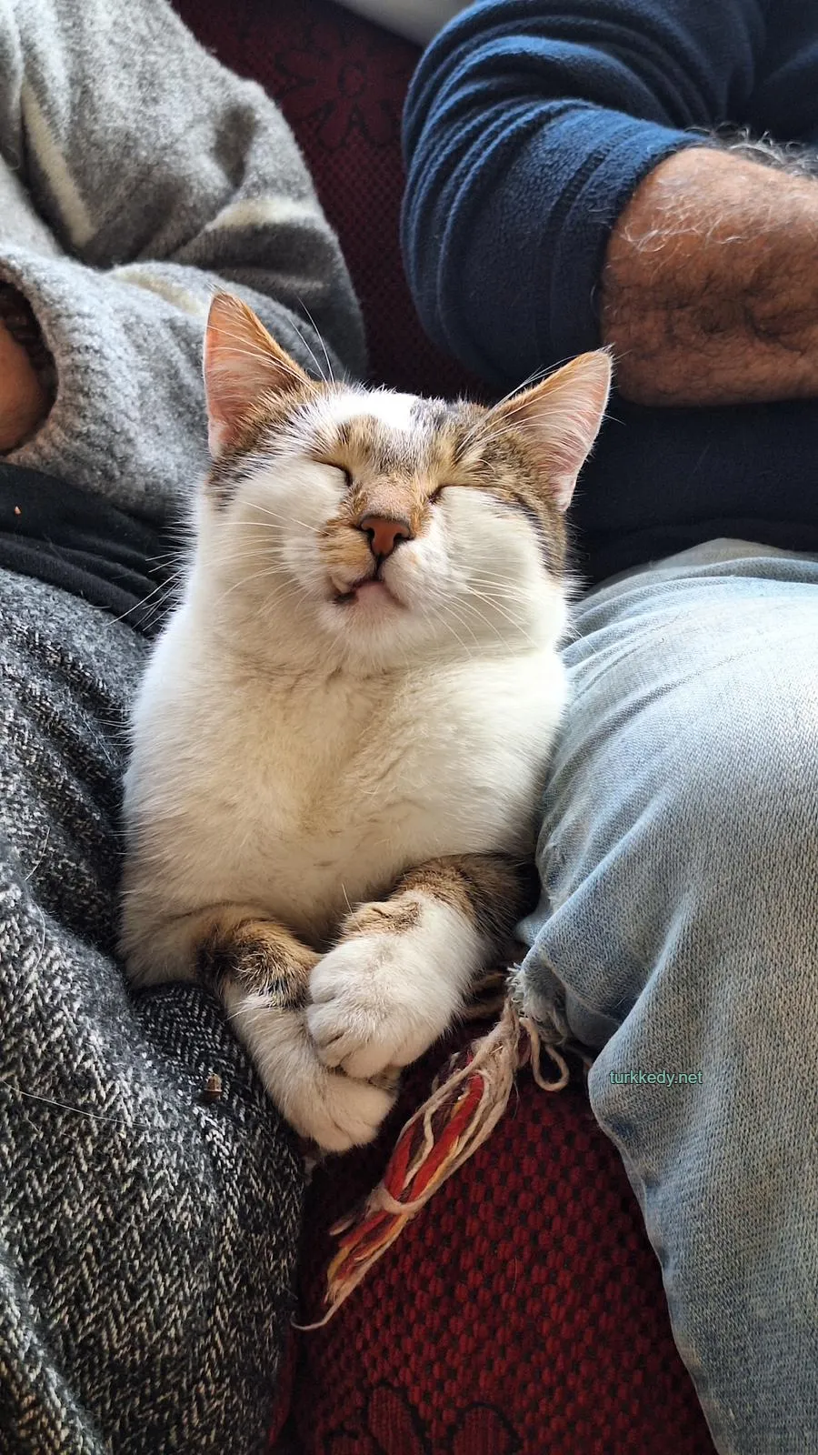 Kedi #4002